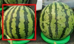 有点热吃瓜,吃瓜消暑，揭秘娱乐圈那些事儿