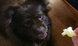 纯情小狗吃瓜,纯情小狗的瓜田奇遇记