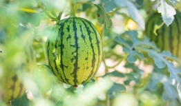 湖南长板吃瓜,吃瓜群众的独特文化现象