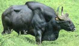 吃瓜牛牛视频大全,趣味横生的搞笑瞬间大盘点