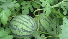 武工院吃瓜视频,揭秘校园生活趣味瞬间