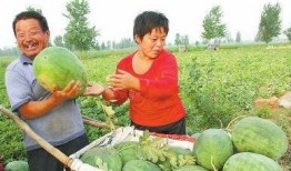 岗头村吃瓜视频,揭秘乡村生活趣味瞬间