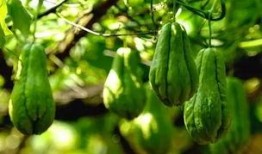 自行吃瓜,揭秘网络吃瓜背后的趣味与真相