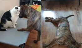 狗打架吃瓜,围观“吃瓜群众”的趣味瞬间