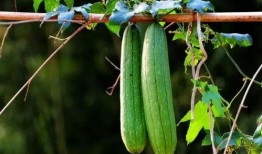 吃二月瓜,探寻民间美味与养生之道