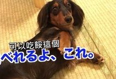 狗吃瓜被吓,狗狗误食瓜果的惊险一幕