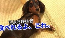 狗吃瓜被吓,狗狗误食瓜果的惊险一幕