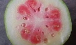 度长期吃瓜,深度解析长期吃瓜者的生活轨迹