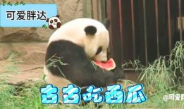 吃瓜大熊猫,揭秘熊猫界的“美食家”