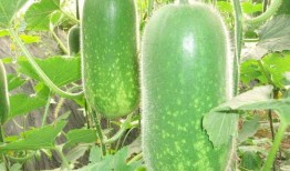 吃梢瓜能减肥原版