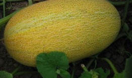 女生哈密瓜吃太多,女生过量食用引发的甜蜜烦恼