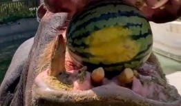 河马吃米不吃瓜,偏爱米粮，对瓜果情有独钟