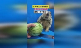 会吃瓜的土拨鼠,揭秘动物界的“美食家”