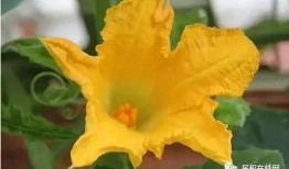 花花与情人吃瓜,揭秘娱乐圈幕后故事