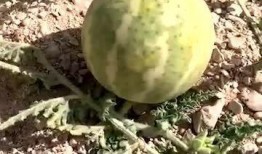 沙漠密瓜怎么吃,解锁美味新体验