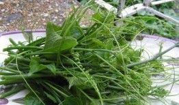 捧瓜做吃的,探寻夏日消暑新风尚