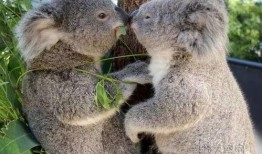 吃瓜的小考拉,揭秘娱乐圈的甜蜜与苦涩