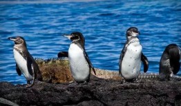 企鹅吃瓜图文大全,趣味图文大盘点