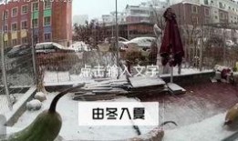 吃瓜群众伊伊,揭秘吃瓜群众的趣味生活