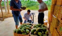 清远市吃瓜,瓜果飘香，品味夏日清凉