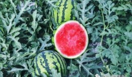 临夏抓着吃的瓜,抓着吃的甜蜜诱惑