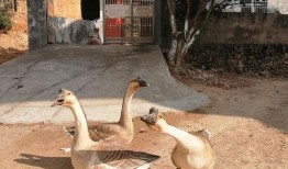 吃瓜鹅打假,网络舆论场中的真相追踪者