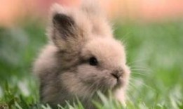 兔子天天有瓜吃