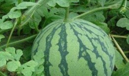 大悟吃瓜事件,一场网络狂欢背后的真相与反思