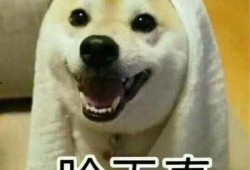 室友拍视频吃瓜,揭秘校园生活趣味瞬间