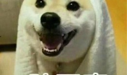 室友拍视频吃瓜,揭秘校园生活趣味瞬间