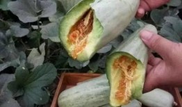 新疆野瓜怎么吃