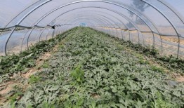 中牟吃大瓜,揭秘当地特色美食背后的故事