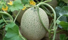 女生哈密瓜吃太多,女生过量食用引发的甜蜜烦恼