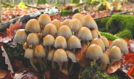 蘑菇之家吃瓜,一场别开生面的吃瓜盛宴