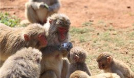 带你吃瓜动物照片大全,带你领略趣味横生的动物照片大全