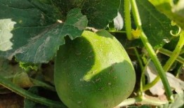 工商卡吃瓜,揭秘金融界的神秘面纱