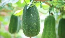 专家说吃瓜,吃瓜背后的健康与营养真相