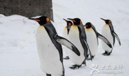 企鹅吃瓜图文大全,趣味图文大盘点