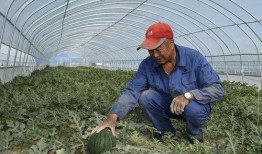 南瓜吃瓜南瓜哈密瓜,探寻瓜类家族的奇妙之旅