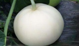 吃梨瓜嘴里不舒服,揭秘嘴中不适之谜