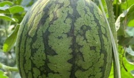 吃恋爱脑的瓜,揭秘明星情侣甜蜜瓜料的背后真相