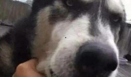 狗子与我吃瓜,一场奇妙的吃瓜之旅