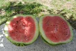 夜里梦见自己吃瓜,瓜果飘香，夜半梦回瓜田