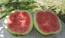 夜里梦见自己吃瓜,瓜果飘香，夜半梦回瓜田