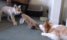 小狗和小狼吃瓜视频,小狗小狼共度欢乐时光