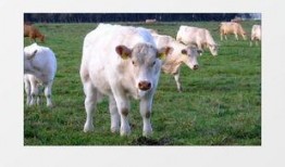 吃瓜牛牛视频大全,趣味横生的搞笑瞬间大盘点