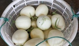 蘑菇之家吃瓜,一场别开生面的吃瓜盛宴