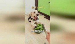 狗吃瓜被吓,狗狗误食瓜果的惊险一幕