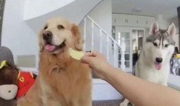 狗子与我吃瓜,一场奇妙的吃瓜之旅