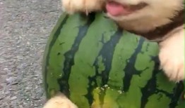 狗吃瓜被吓,狗狗误食瓜果的惊险一幕
